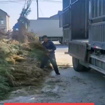 红柳小苗
