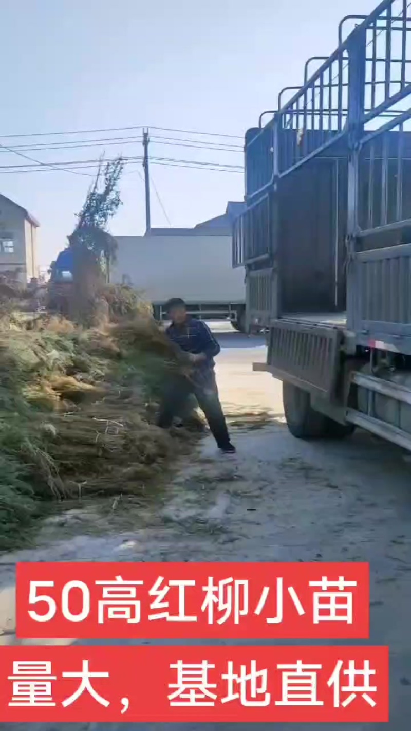 红柳小苗