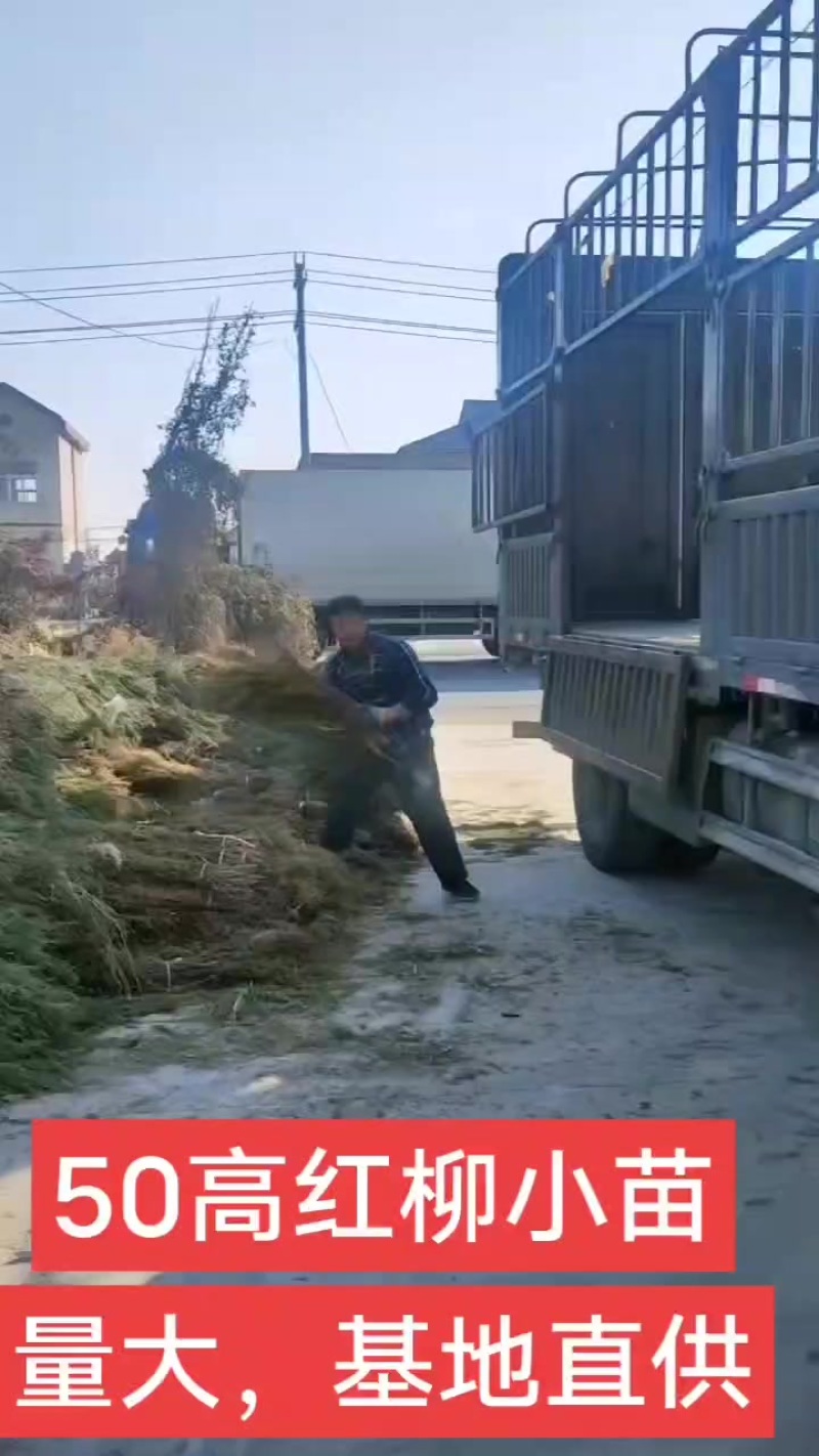 红柳小苗