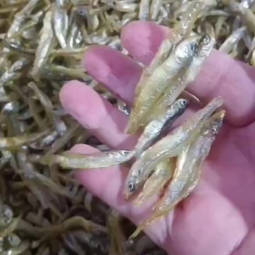 油炸公鱼