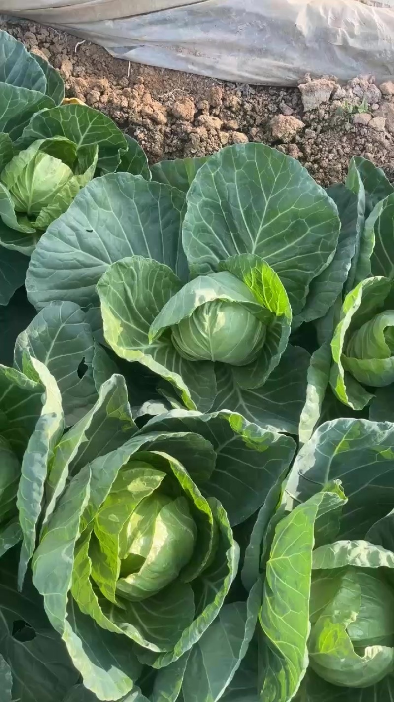 优质甘蓝，大量供应。