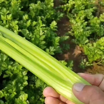 本地芹菜大量上市，翠嫩无丝小黄条不空心不老