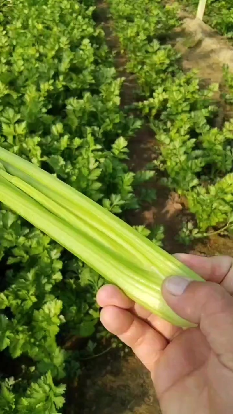 本地芹菜大量上市，翠嫩无丝小黄条不空心不老