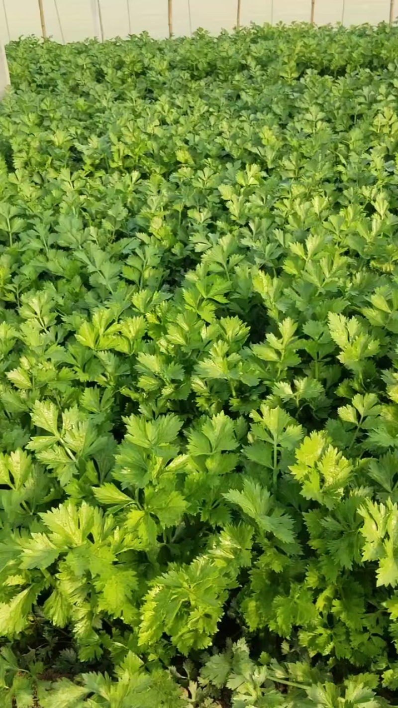 本地芹菜大量上市，翠嫩无丝小黄条不空心不老