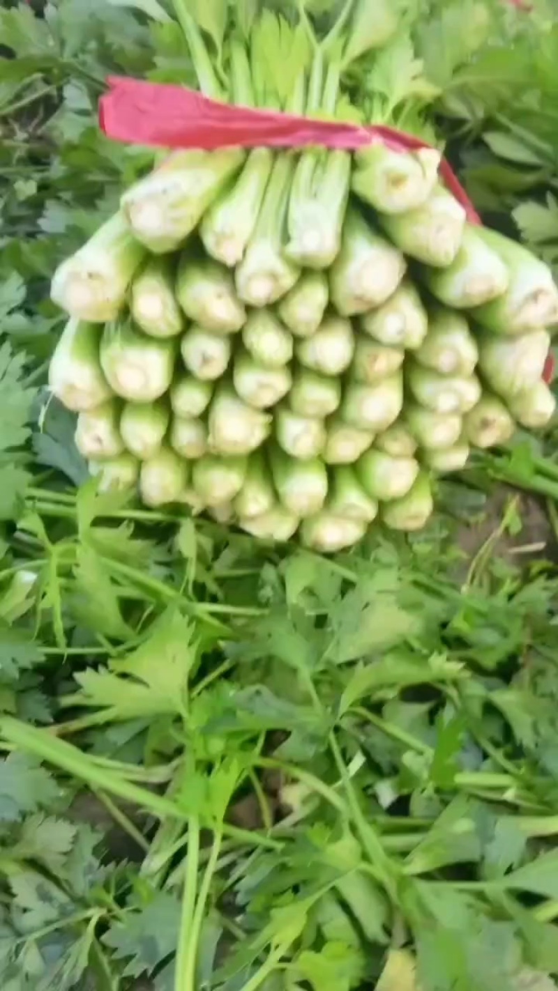 本地芹菜大量上市，翠嫩无丝小黄条不空心不老