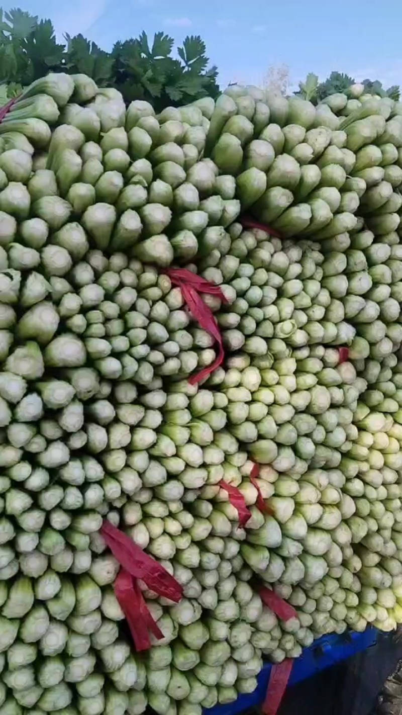 本地芹菜大量上市，翠嫩无丝小黄条不空心不老