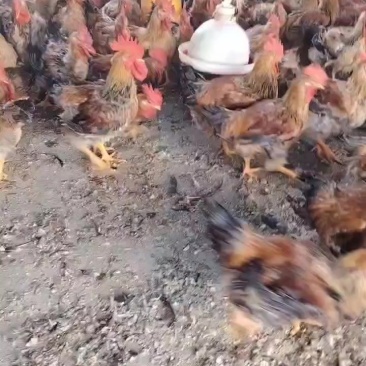 家禽批发鸡