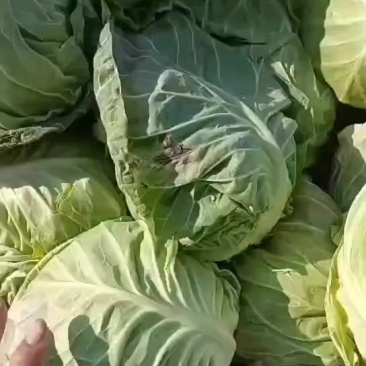 甘蓝