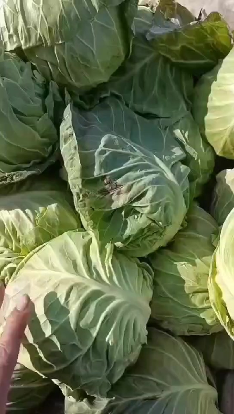 甘蓝