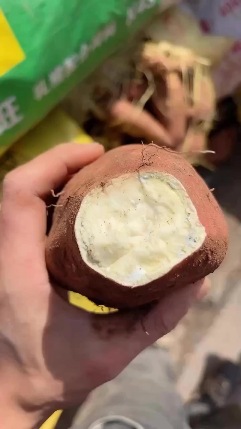 啊淀粉薯宜宾万亩基地出货中