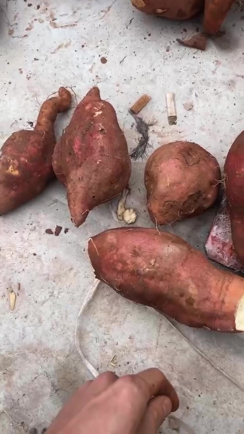 啊淀粉薯宜宾万亩基地出货中