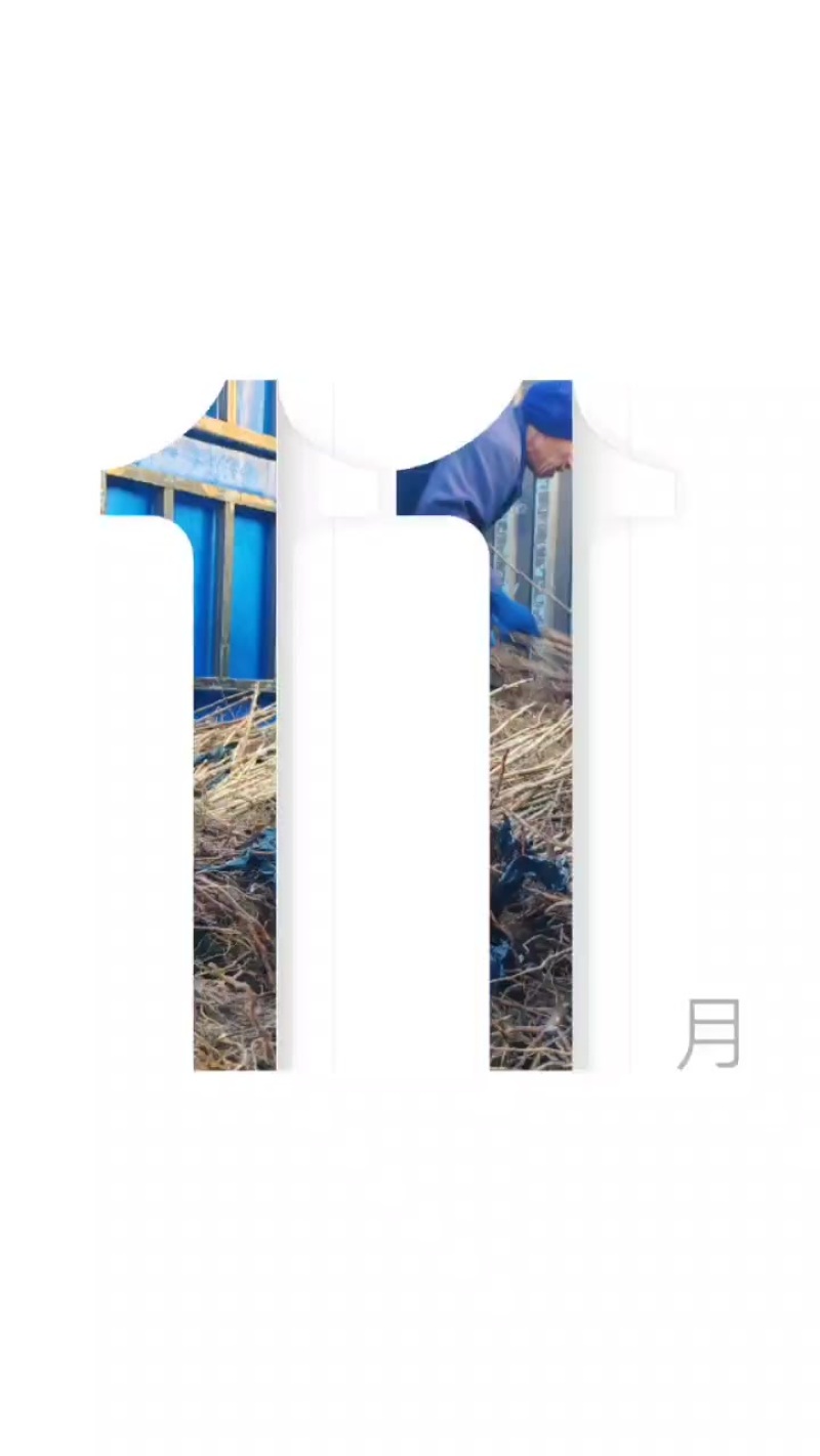 黑龙江省尚志市《环山黑加仑合作社》诚信经营二十年品质保证