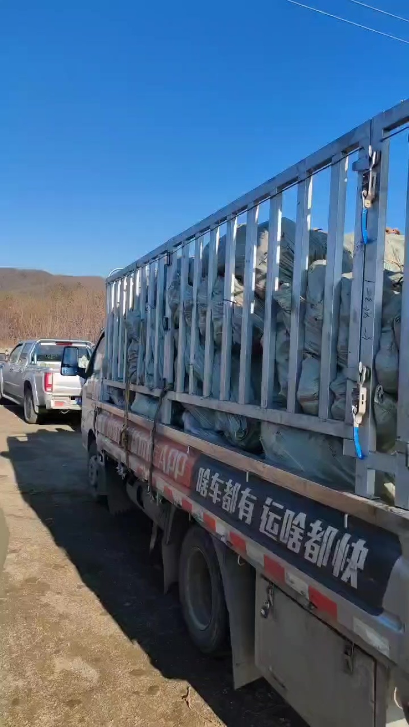 黑龙江省尚志市《环山黑加仑合作社》诚信经营二十年品质保证