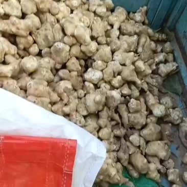 鲜洋姜大量上市中，鲜洋姜