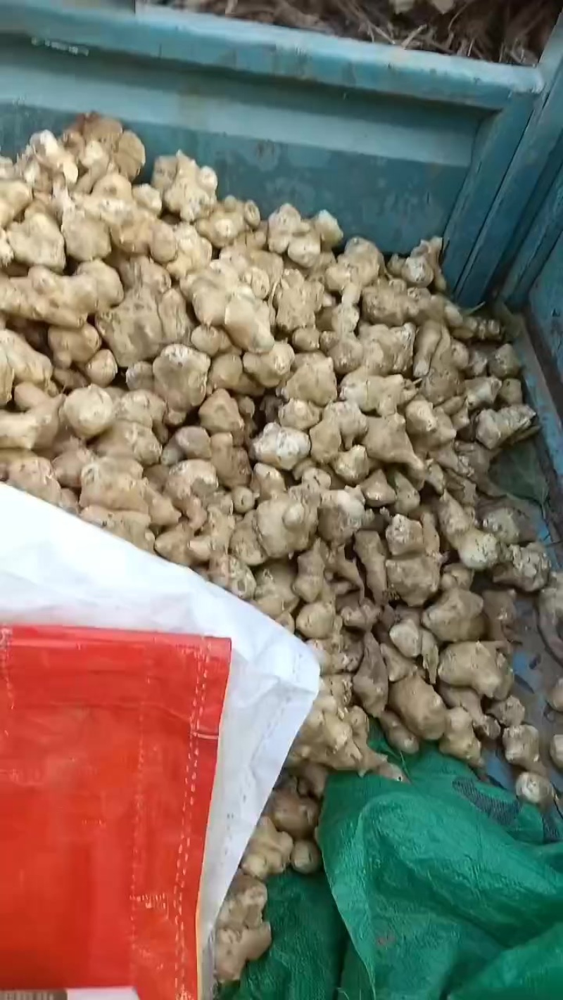 鲜洋姜大量上市中，鲜洋姜