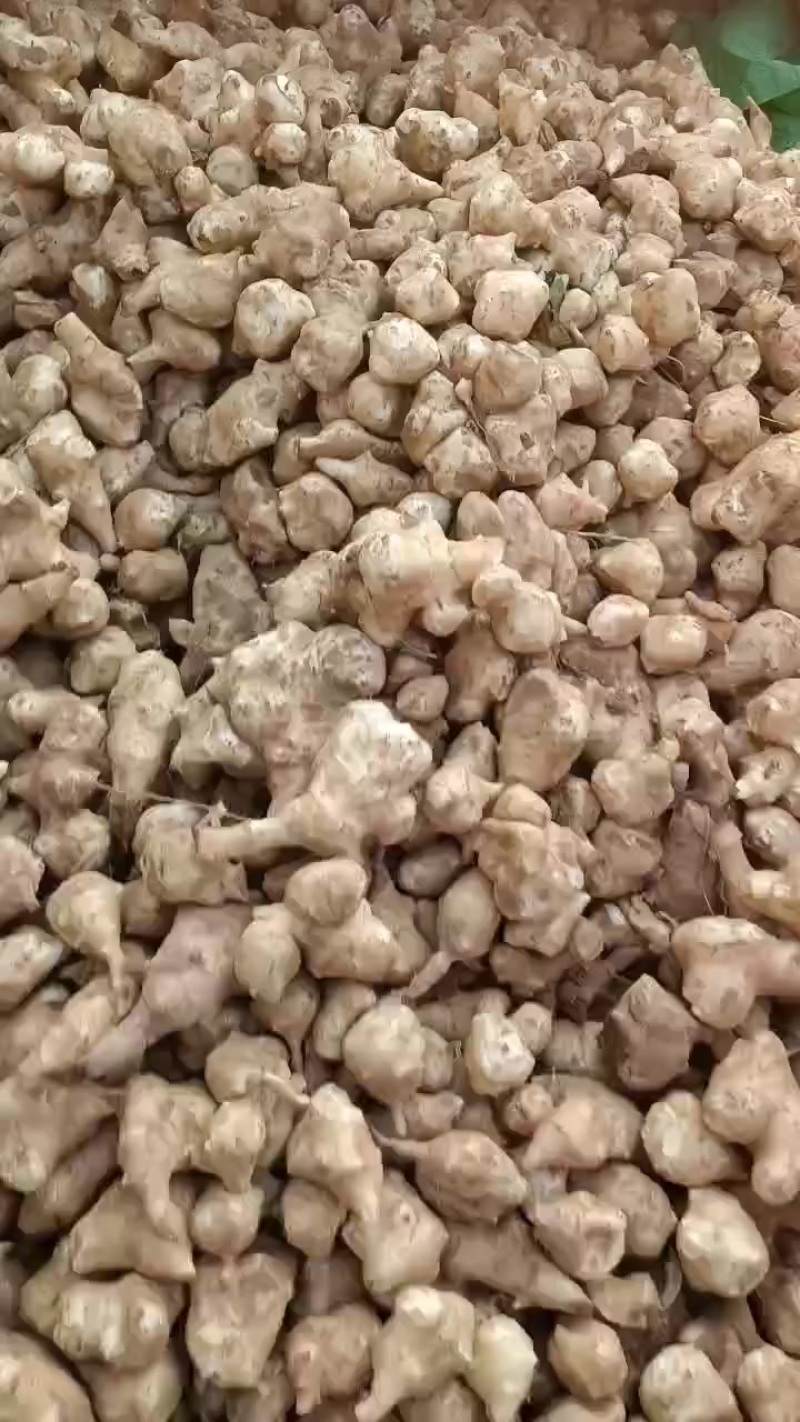 鲜洋姜大量上市中，鲜洋姜