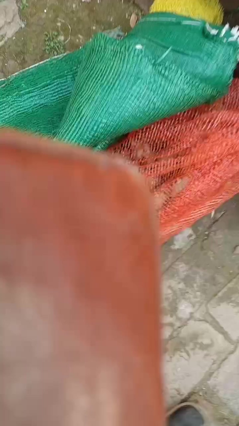 鲜洋姜大量上市中，鲜洋姜