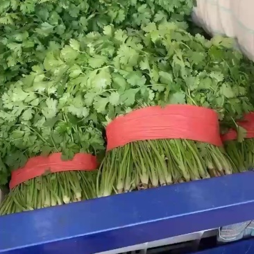 精品香菜根部干净