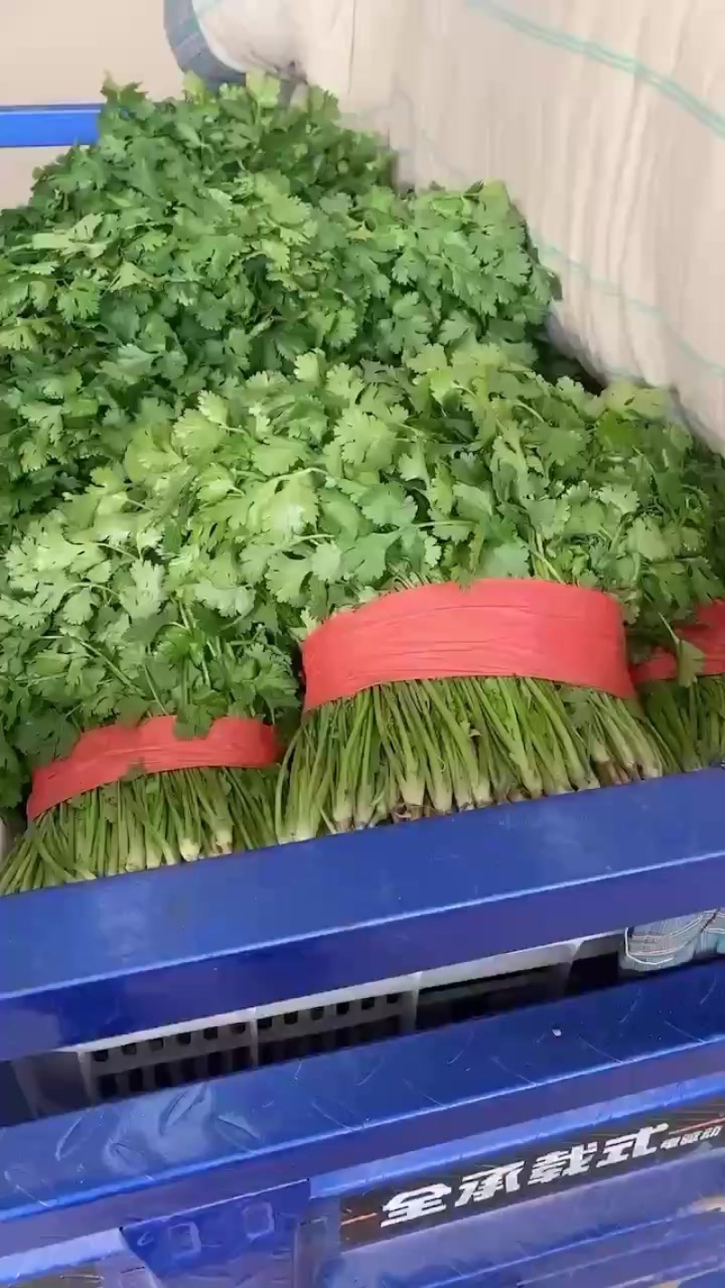 精品香菜根部干净