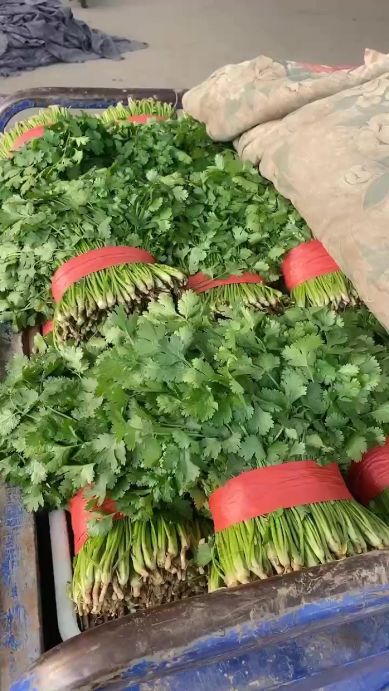精品香菜根部干净