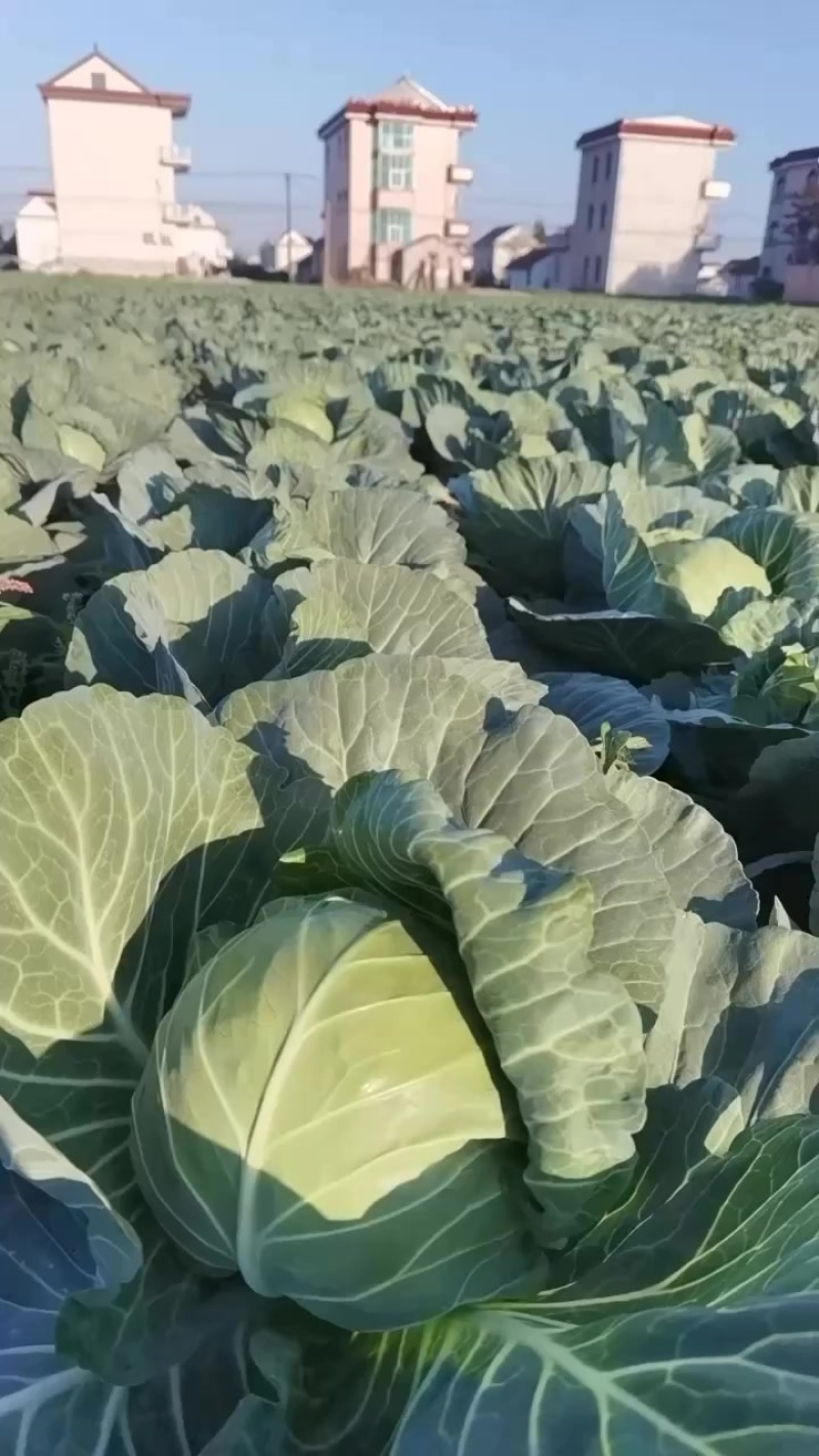 青甘蓝