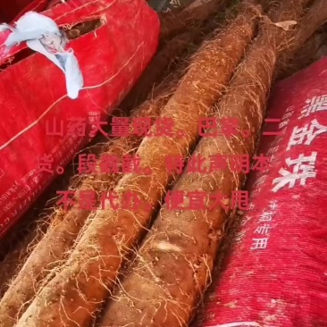 白玉山药大量现货。想要的速度联系。给钱就卖