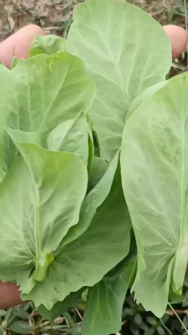 精品豌豆尖