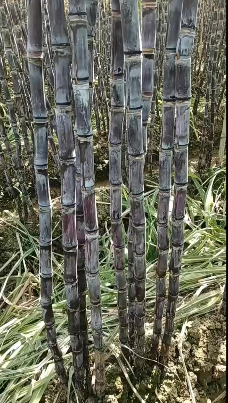 广西桂林阳朔福利甘蔗新鲜上市大量现货