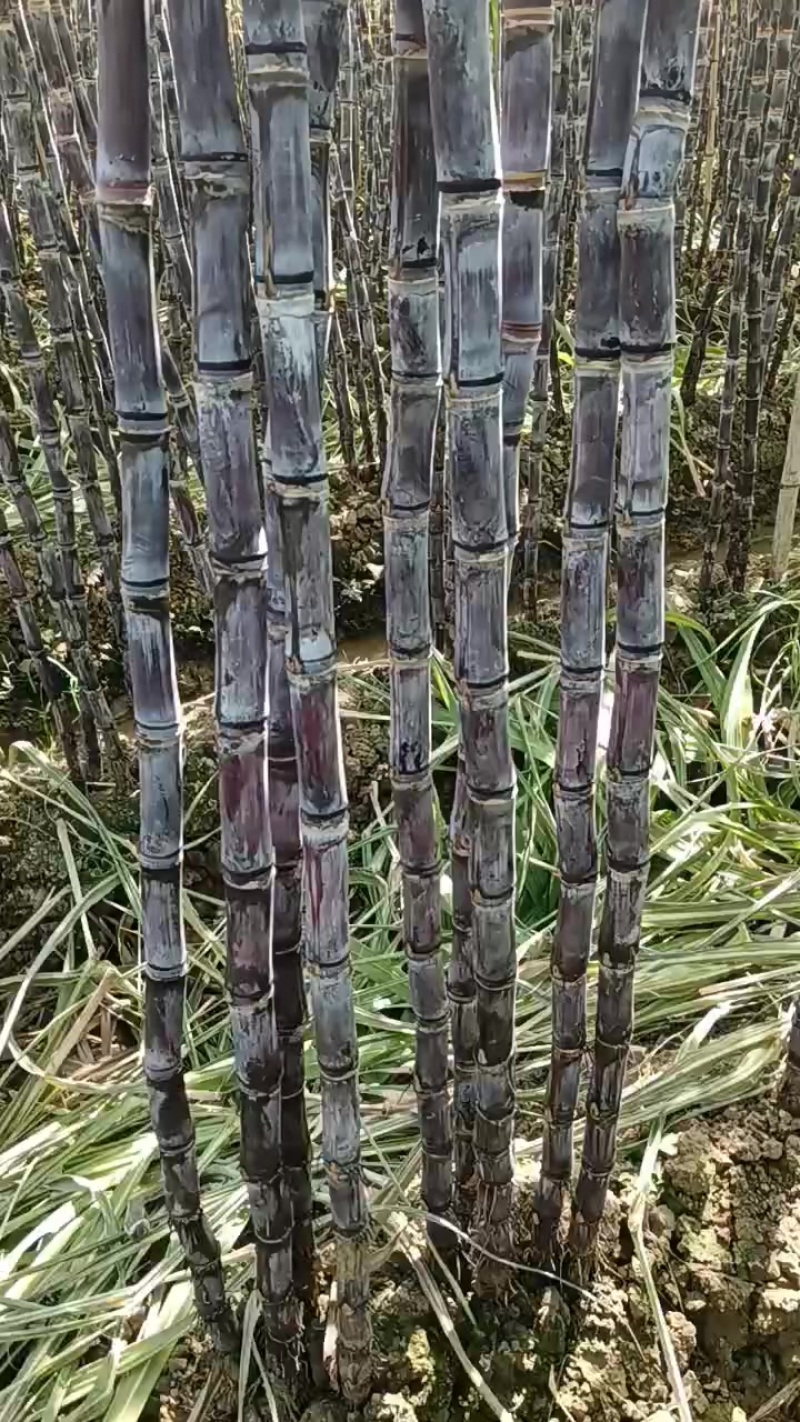 广西桂林阳朔福利甘蔗新鲜上市大量现货