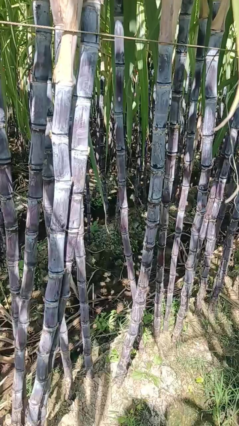 广西桂林阳朔福利甘蔗新鲜上市大量现货