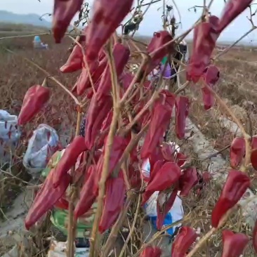大量供应北京红干辣椒，北京红老花皮