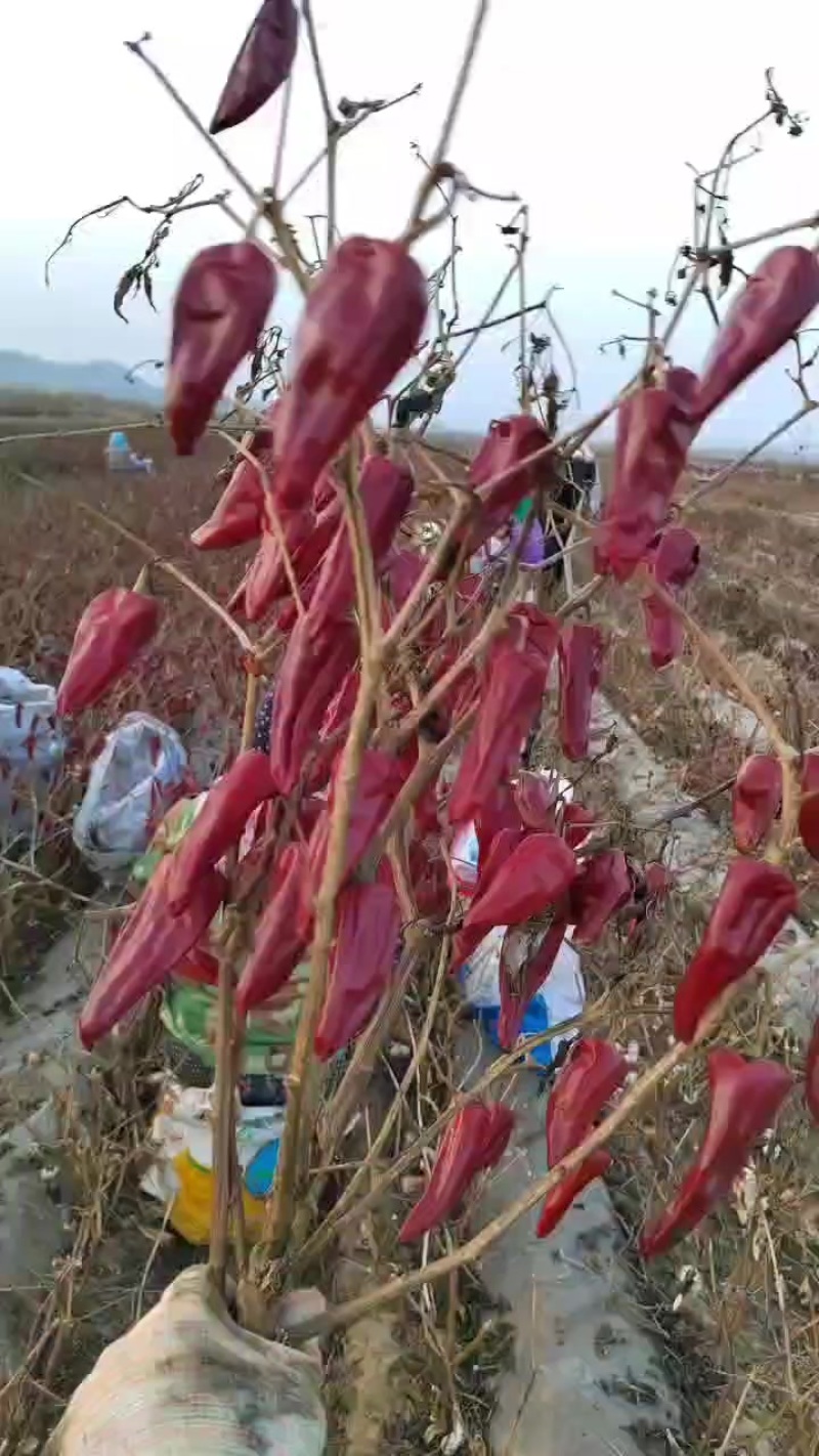 大量供应北京红干辣椒，北京红老花皮