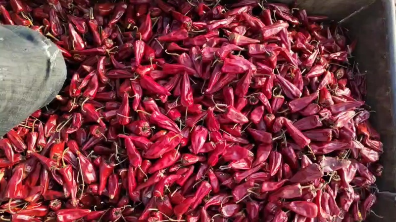大量供应北京红干辣椒，北京红老花皮
