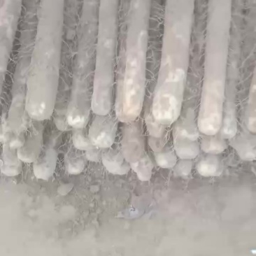 麻山药