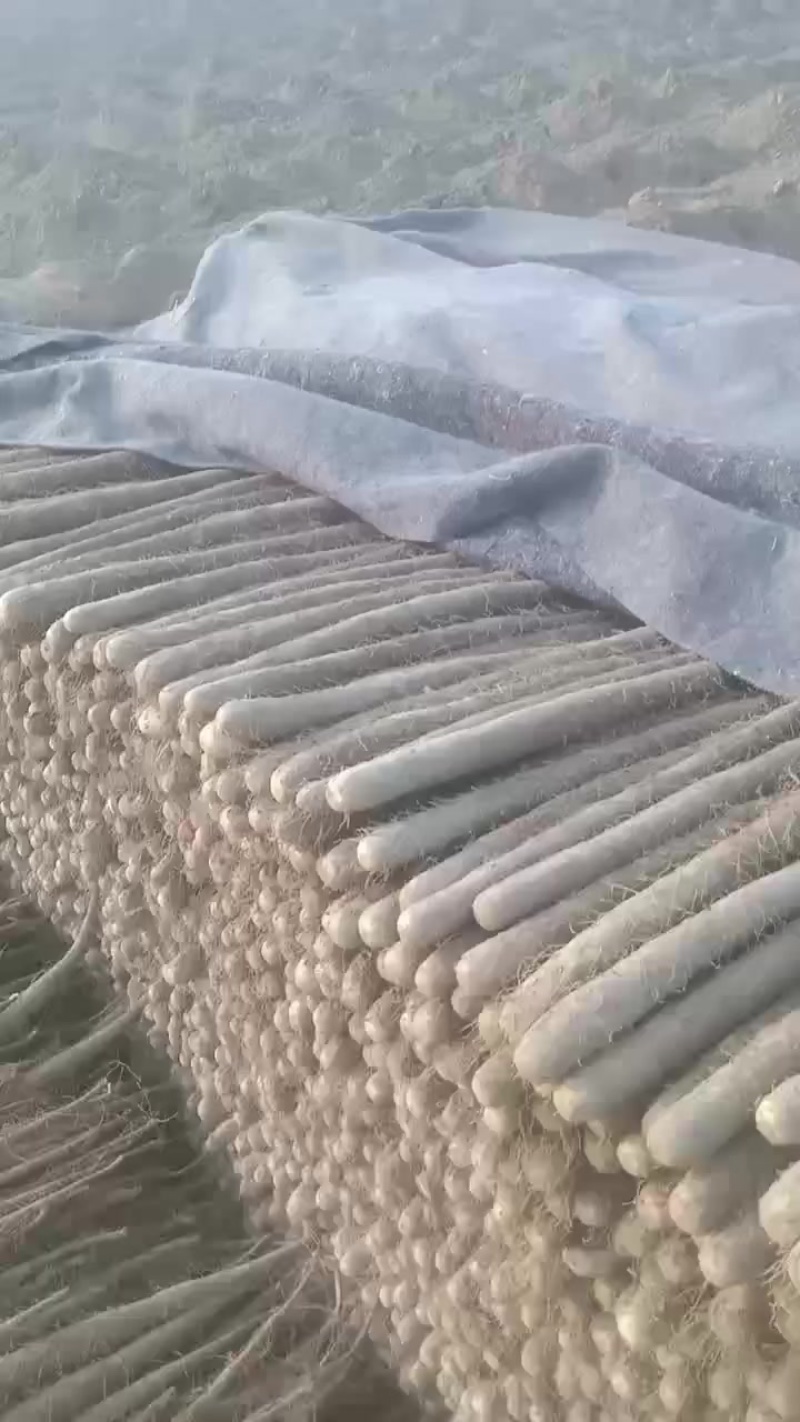 麻山药