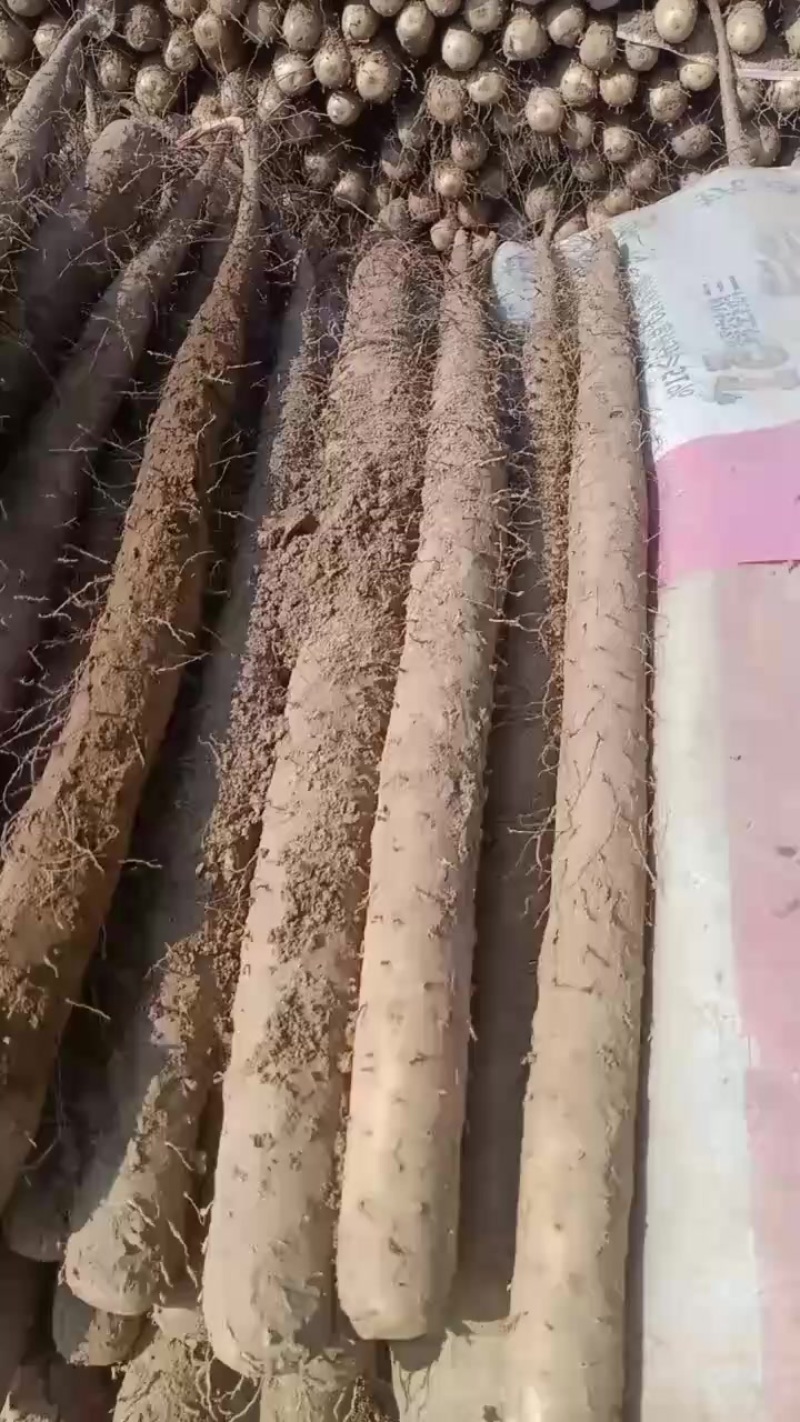 麻山药
