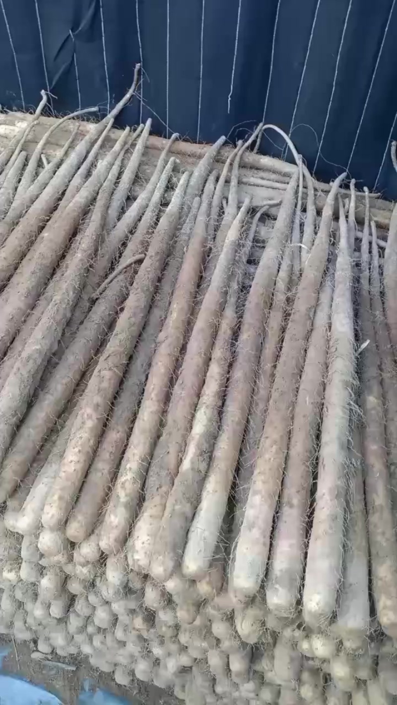 麻山药