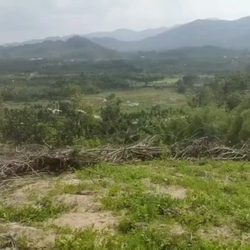 海南乐东优质种植用地出租