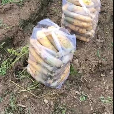 夏县特产
