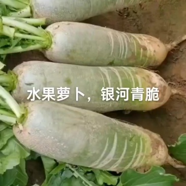 水果萝卜，绿皮绿瓤，欢迎下单