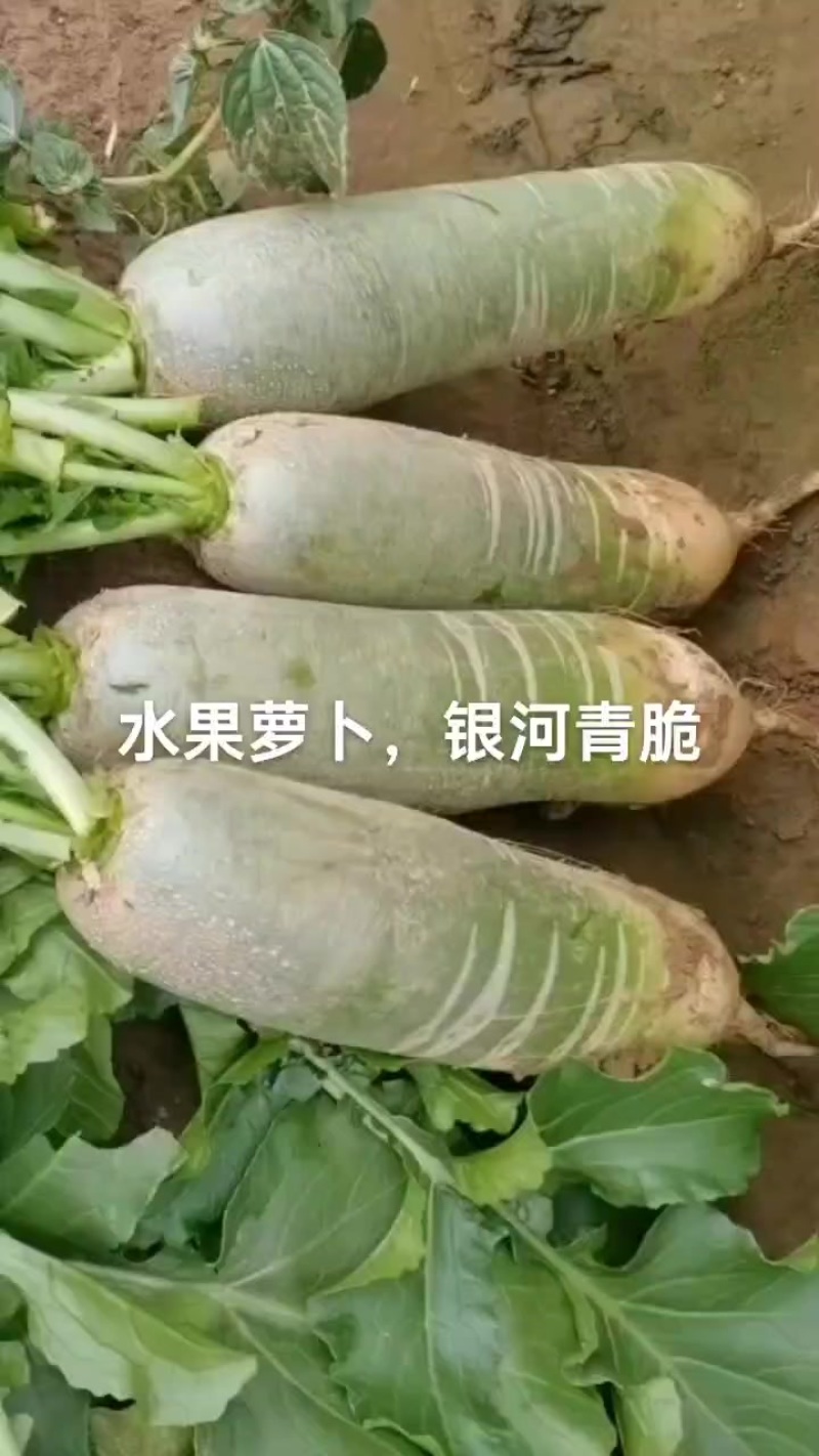 水果萝卜，绿皮绿瓤，欢迎下单