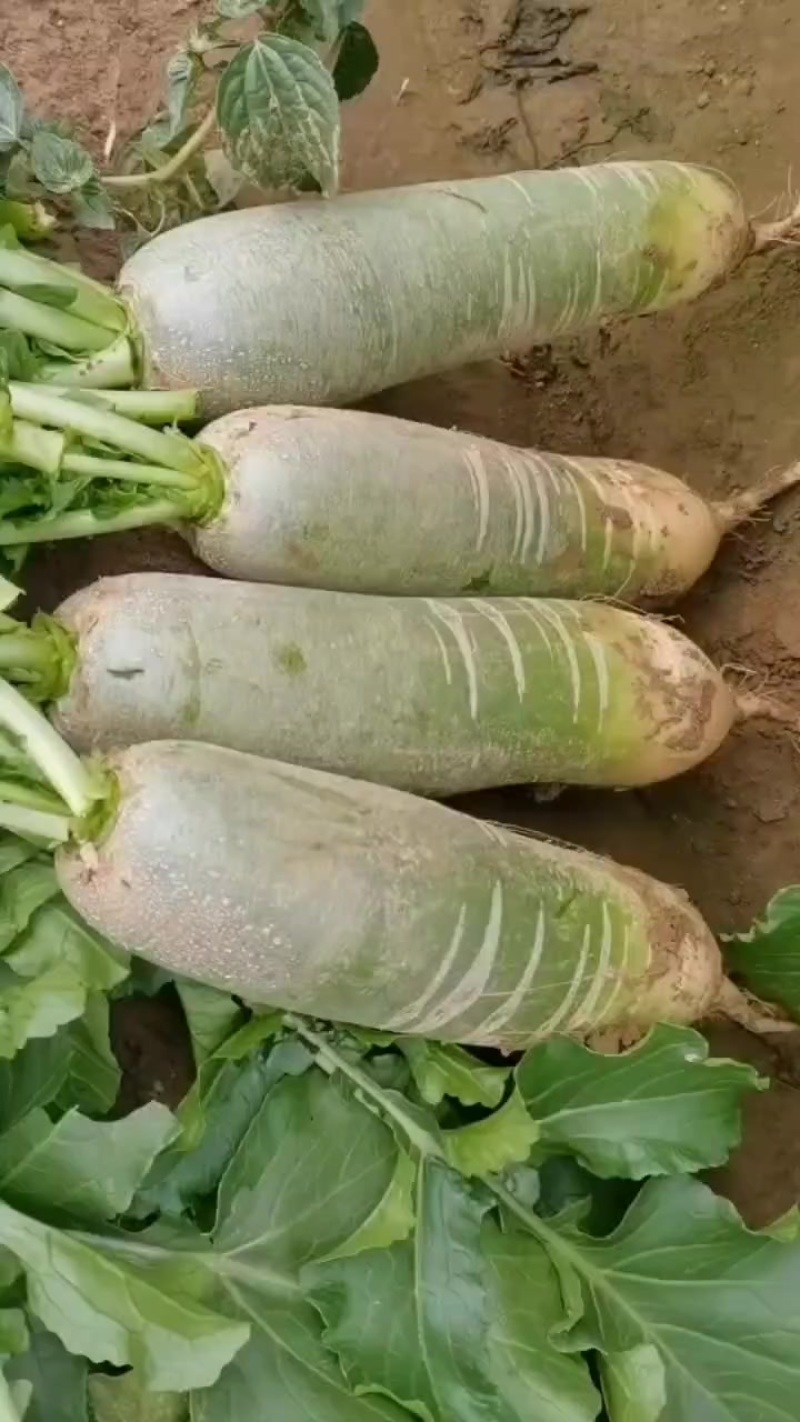 水果萝卜，绿皮绿瓤，欢迎下单