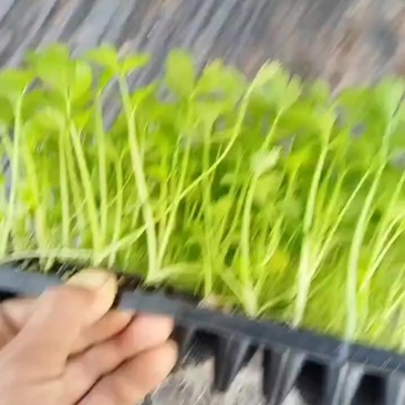 穴盘苗子芹菜苗子