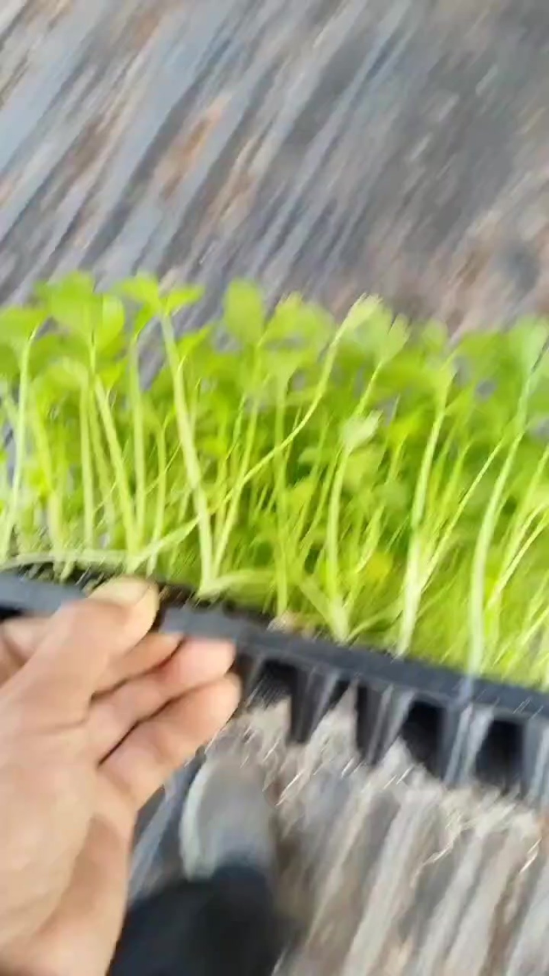穴盘苗子芹菜苗子