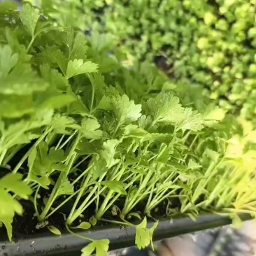 穴盘苗子