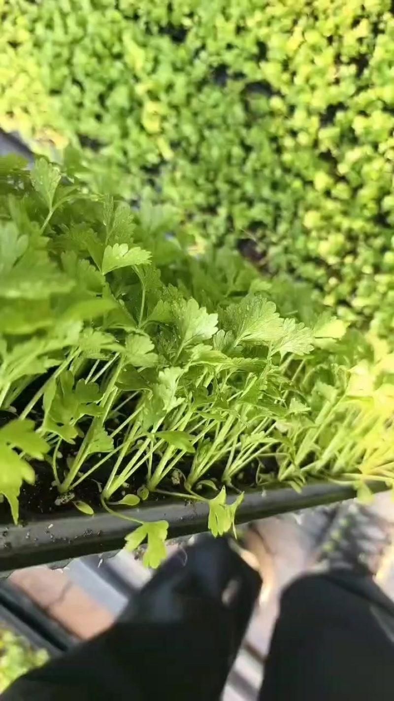 穴盘苗子