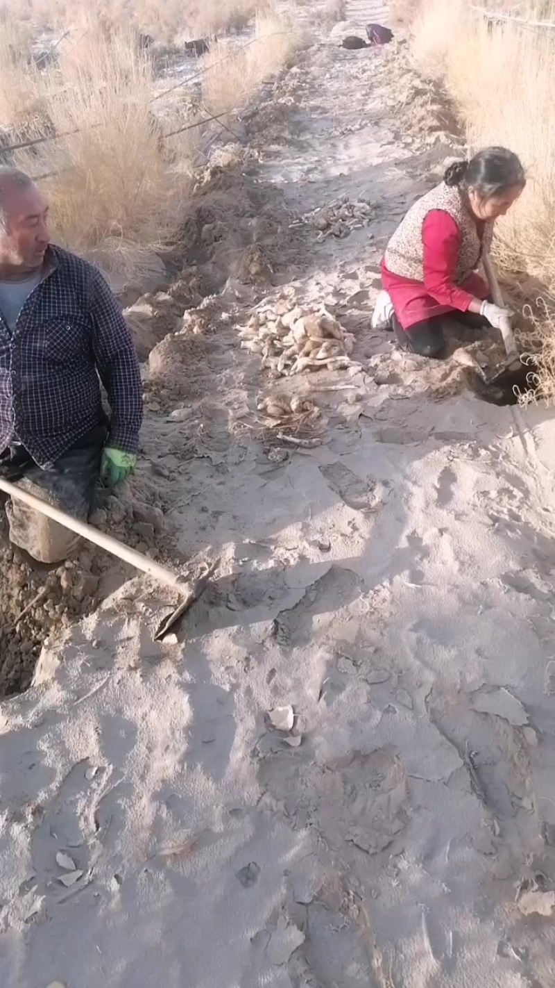 新疆肉苁蓉大量开始挖了