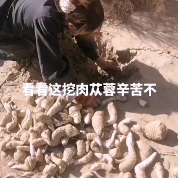 新疆肉苁蓉大量开始挖了