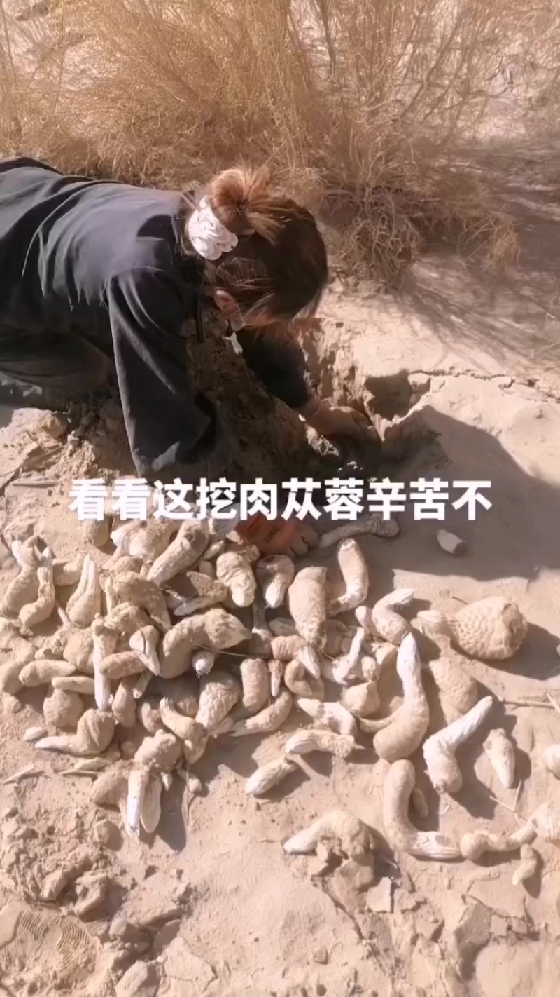 新疆肉苁蓉大量开始挖了