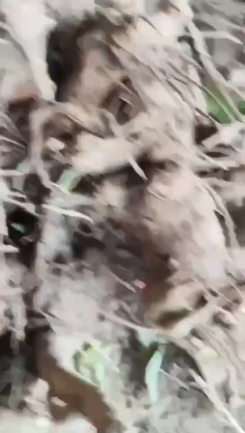 二年的白术